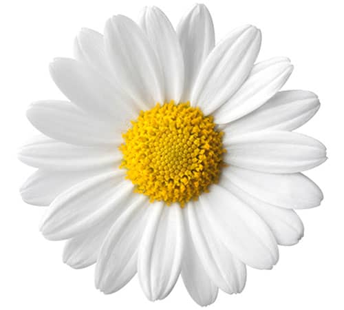 Daisy-Award-450x500
